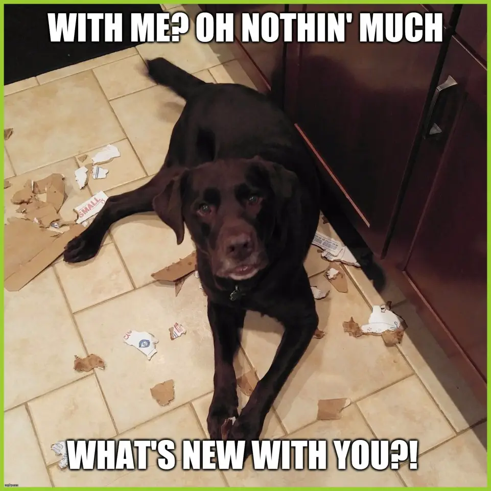 Labrador lying on the floor with torn papers and cardboards photo with a text 