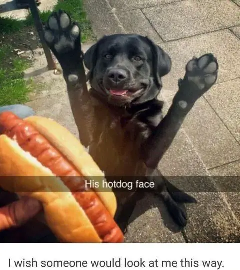 Labrador trying to jump on the hotdog photo with a text 