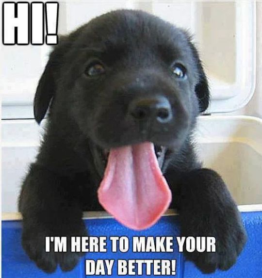 Labrador puppy inside an icebox photo with a text 
