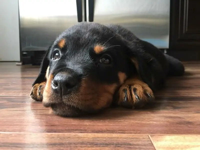 Rottweiler puppy lying down on the wooden floor with its cute face
