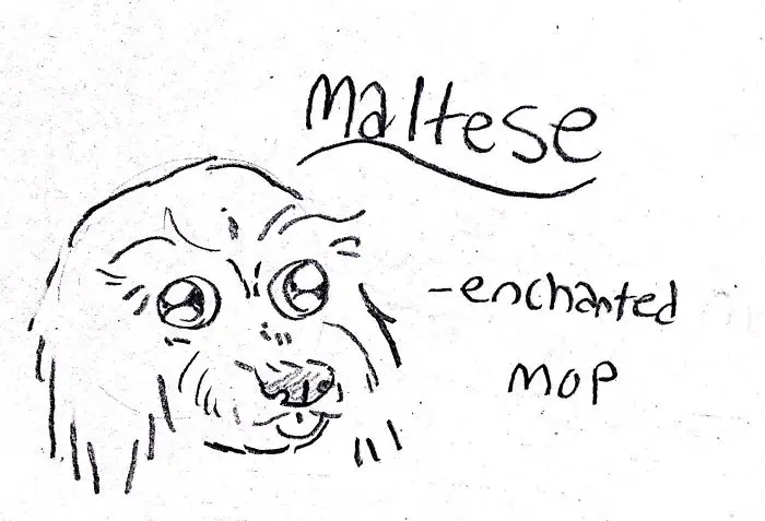 A hand drawn face of a maltese with handwritten - Maltese- enchanted mop