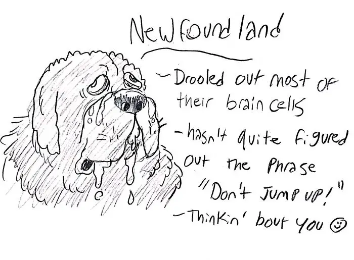 a hand drawn face of a new found land dog and with handwritten - New found land - Drooled out most of their brain cells, hasn't quite figured out the phrase -don't jump!, thinking bout you :)