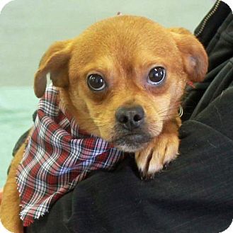 A Pekingese Chihuahua Mix in the arms of a person