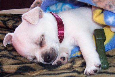 A Cheeks puppy sleeping on its bed while wrapped in a blanket