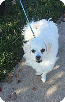 A Pekingese Bichon Frise mix dog taking a walk at the park