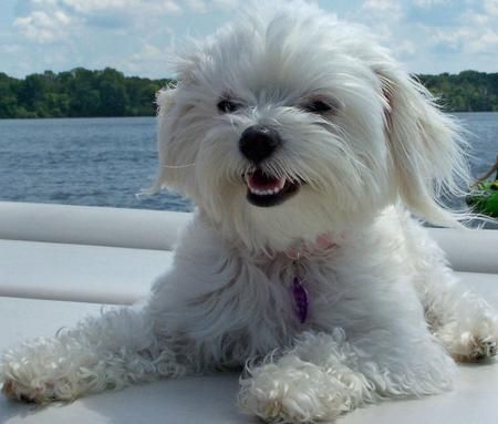 A Maltese Pekingese mix lying on top of the boat while smiling