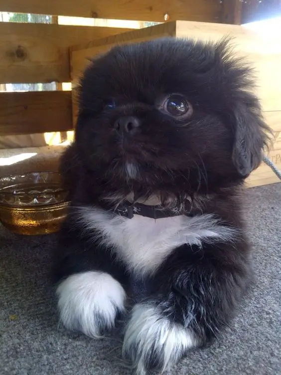Pekingese Shih Tzu Mix lying on the floor while looking up with its adorable eyes