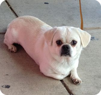 A Pekingese Pug Mix lying on the pavement