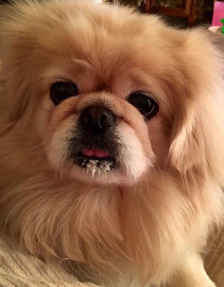 A Pekingese lying on the bed with mashed potato in its mouth