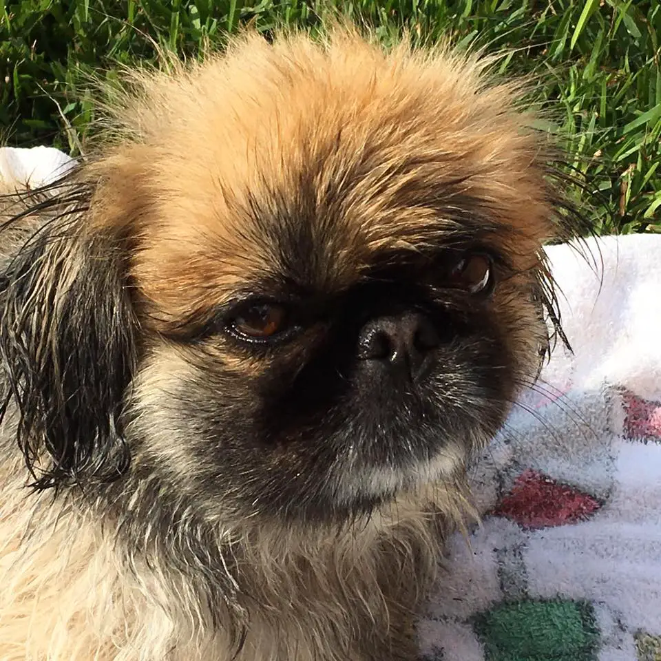 A wet Pekingese lying on the blanket in the yard while under the sun
