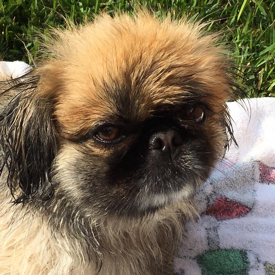 A wet Pekingese lying on the blanket in the yard while under the sun