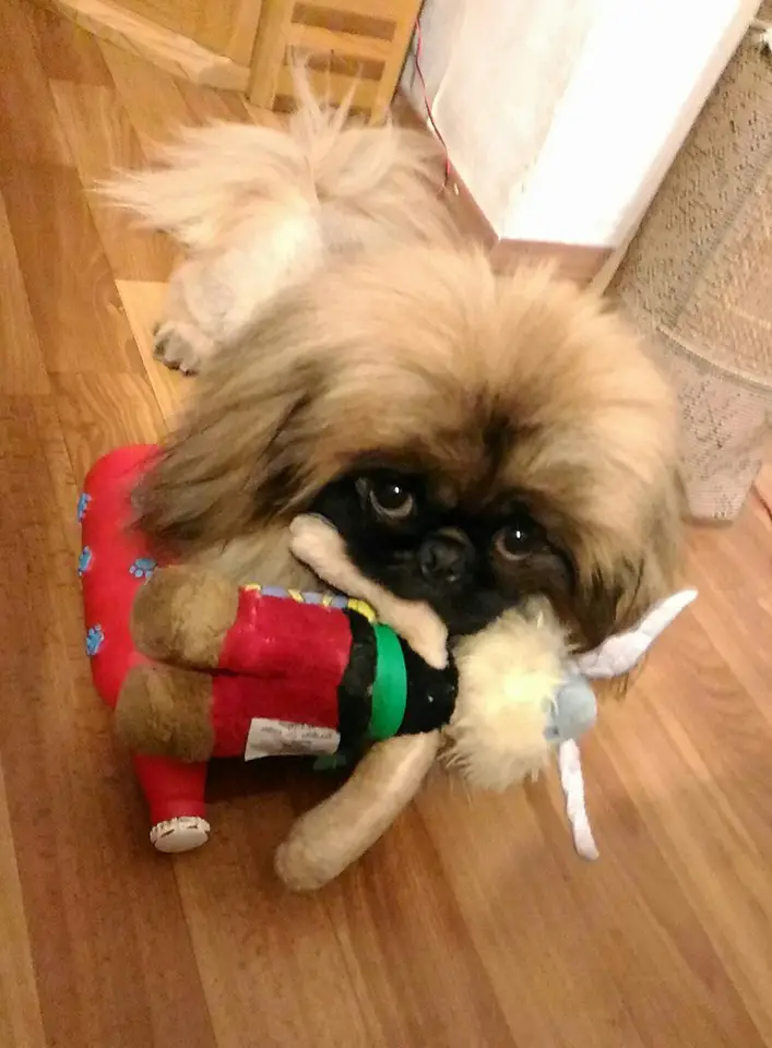 A Pekingese lying on the floor with its stuffed toy in its mouth