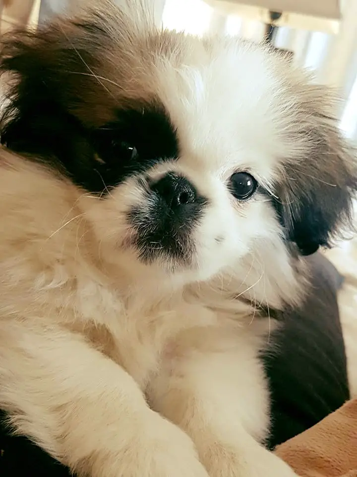 A Pekingese lying on the bed