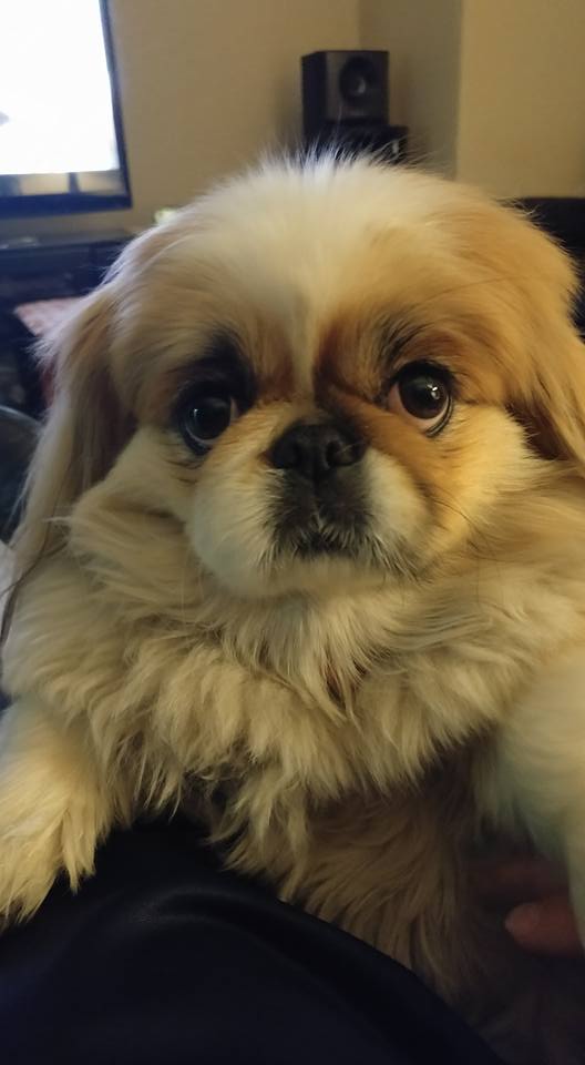 A Pekingese lying on the lap of its owner sitting on the couch
