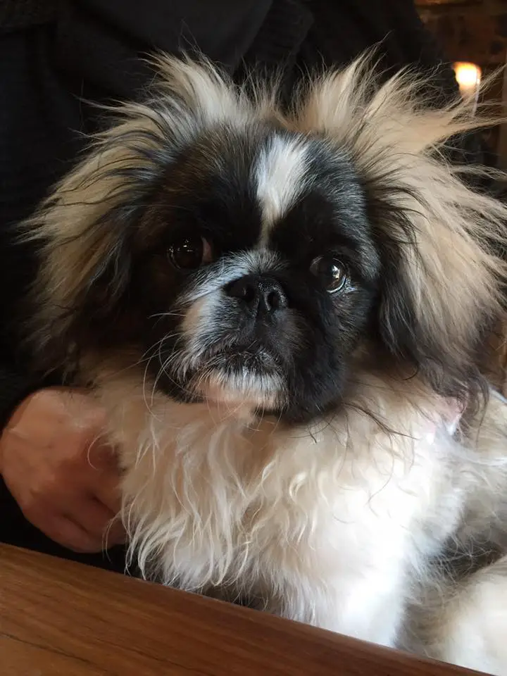 A Pekingese sitting next to its owner at the table
