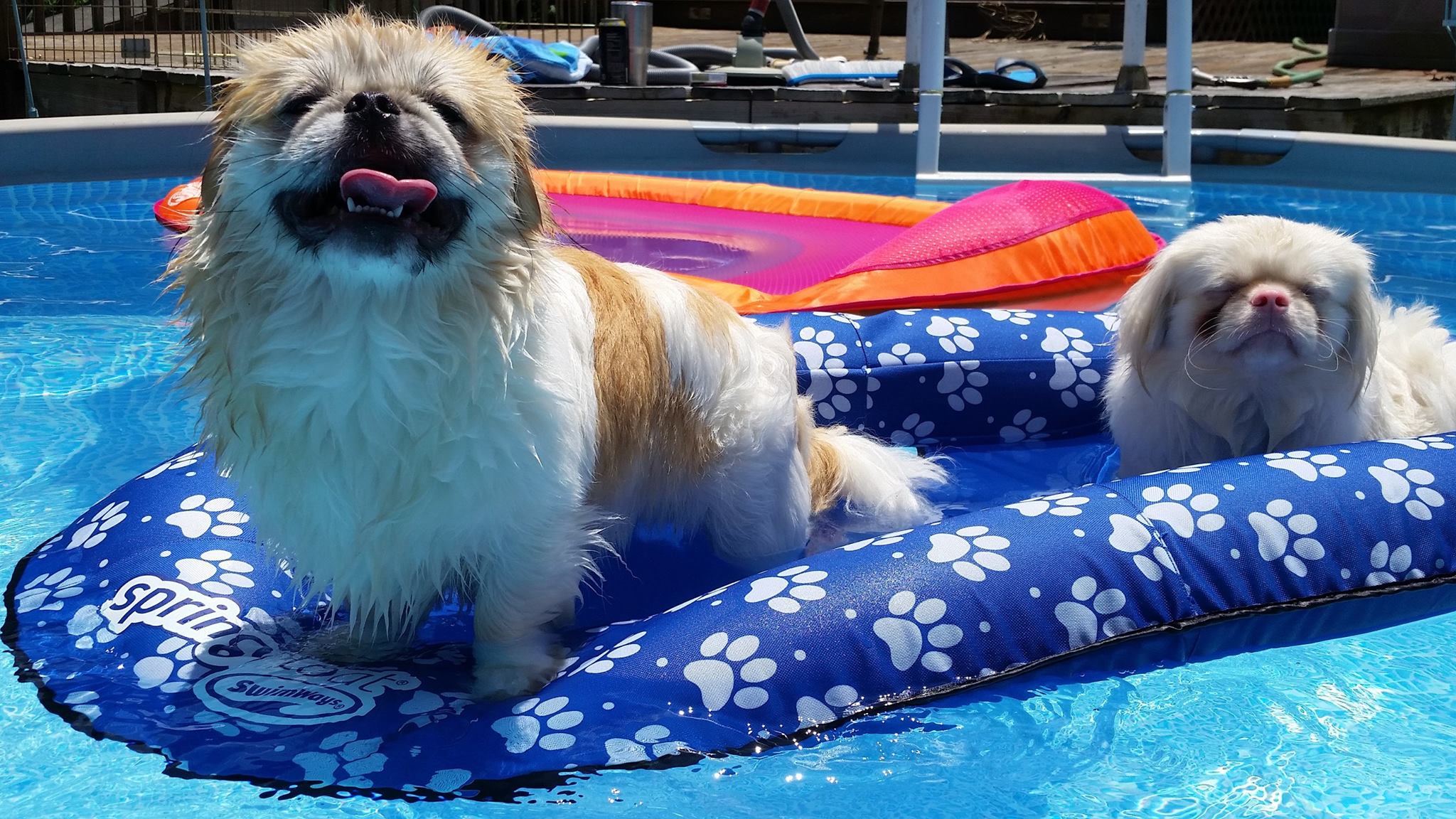 two Pekingese standing on top of the floatie in the pool