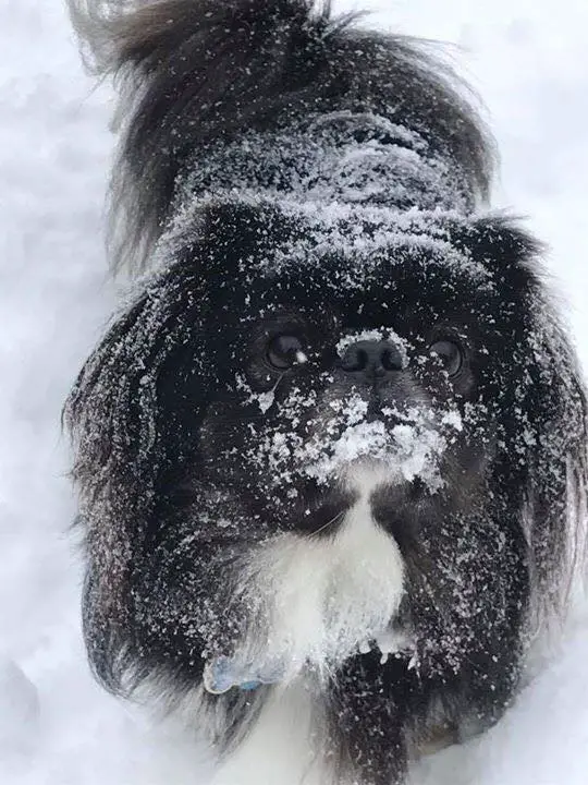 A black Pekingese in snow