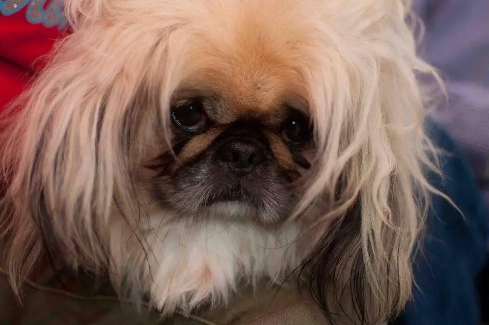 A Pekingese lying in bed with its frizzy hair