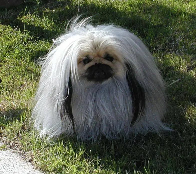 A Pekingese with long white and black hair sitting on the green grass