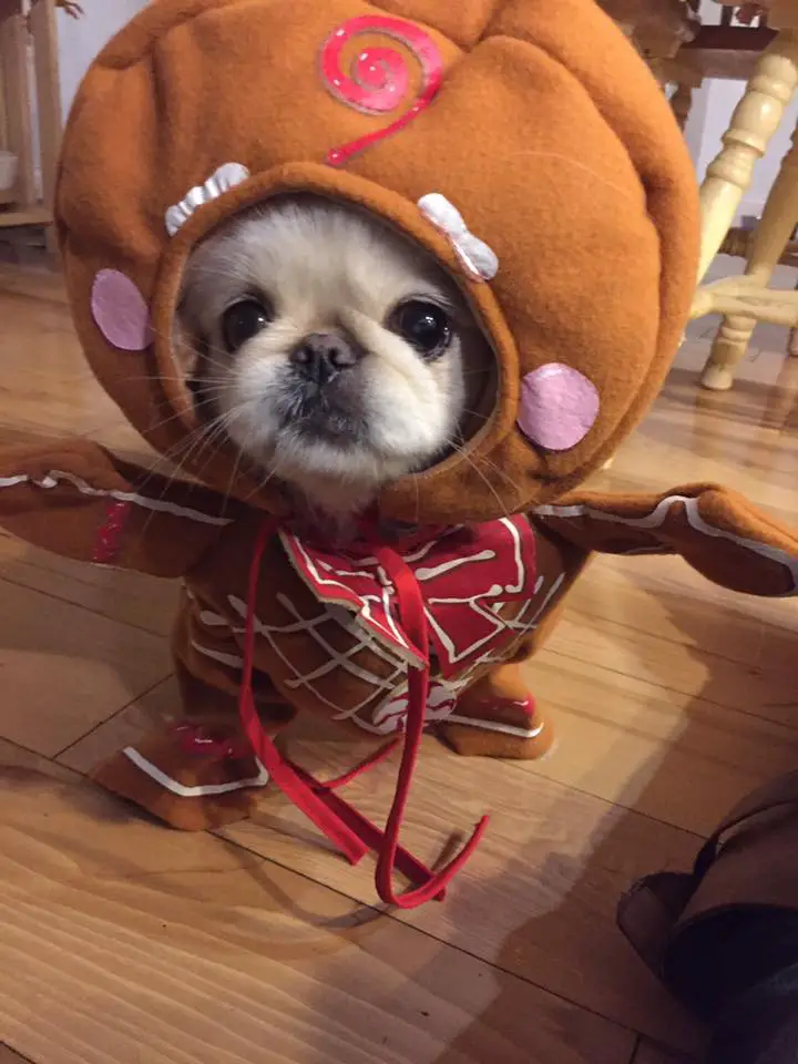A Pekingese in christmas cookie costume