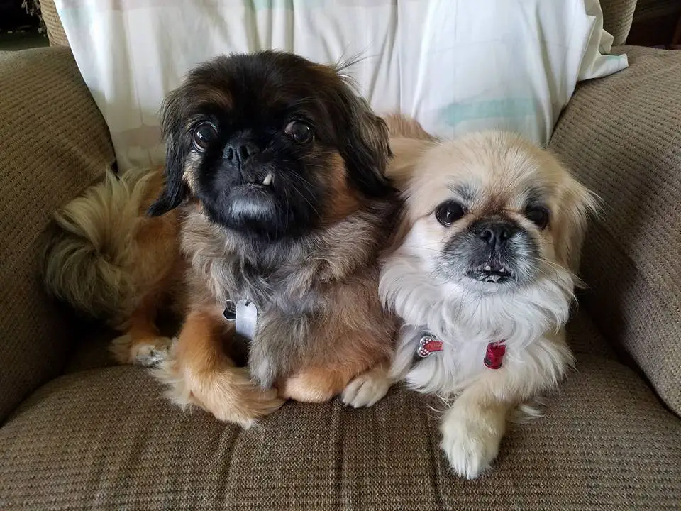 two Pekingese lying on the chair next to each other