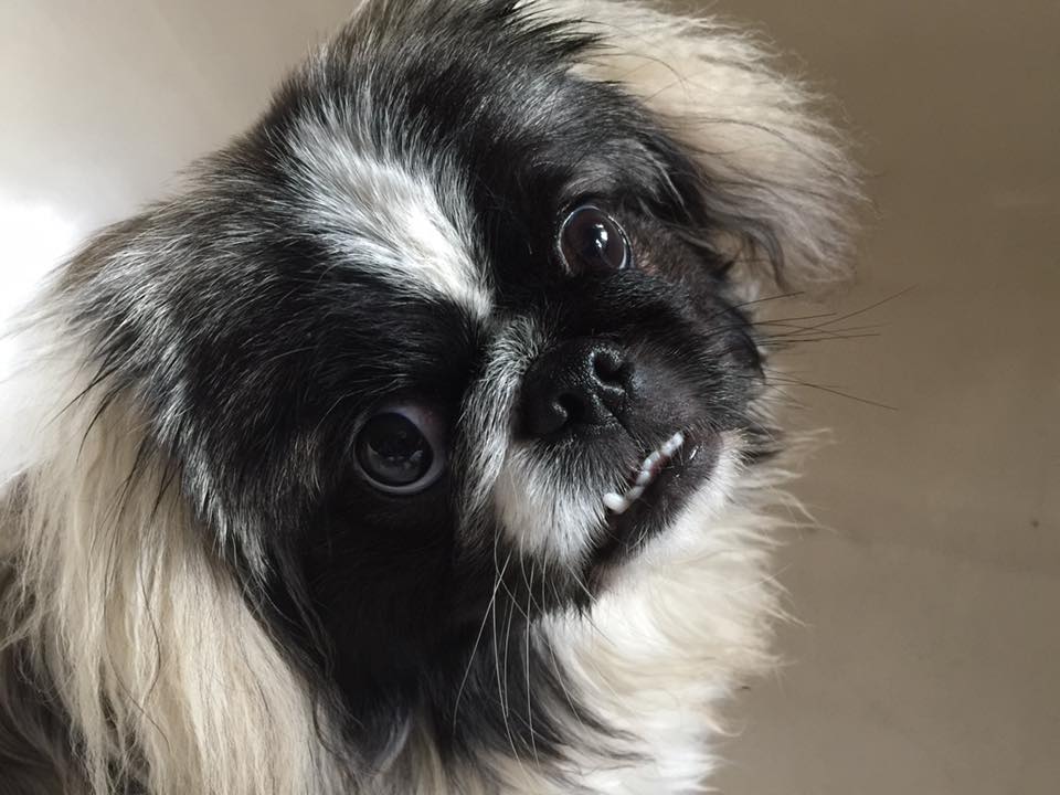 A Pekingese sitting on the floor with its curious face