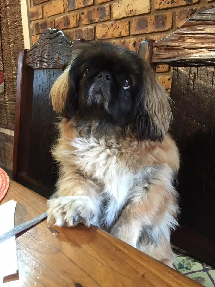 A Pekingese sitting at the table while looking up with its begging eyes