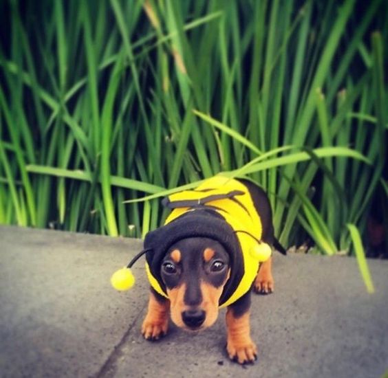 Dachshund in a Bee Costume