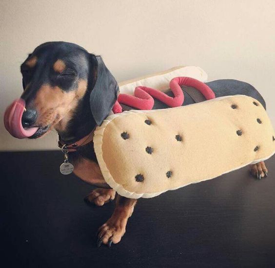 Dachshund in hotdog bun costume