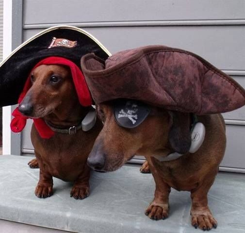 Dachshund in a pirate costume