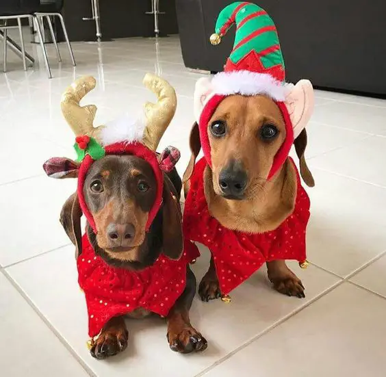Dachshunds in christmas costume