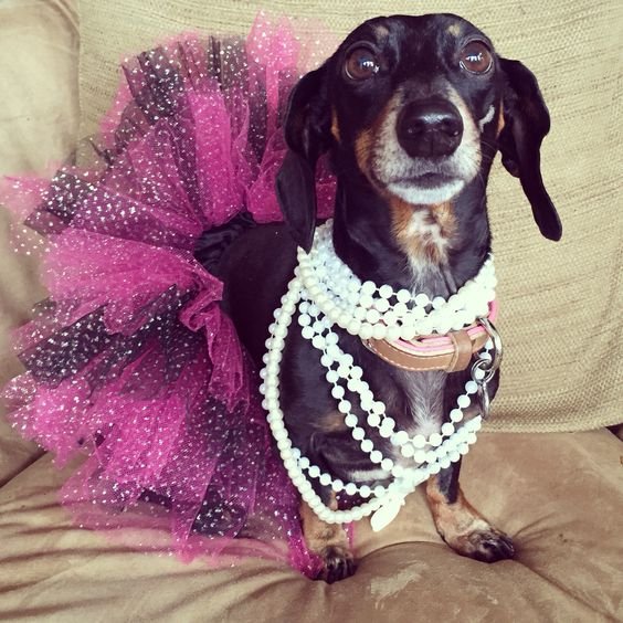 Dachshund wearing a purple tutu and white pearls