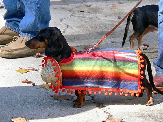 Dachshund in mexican costume