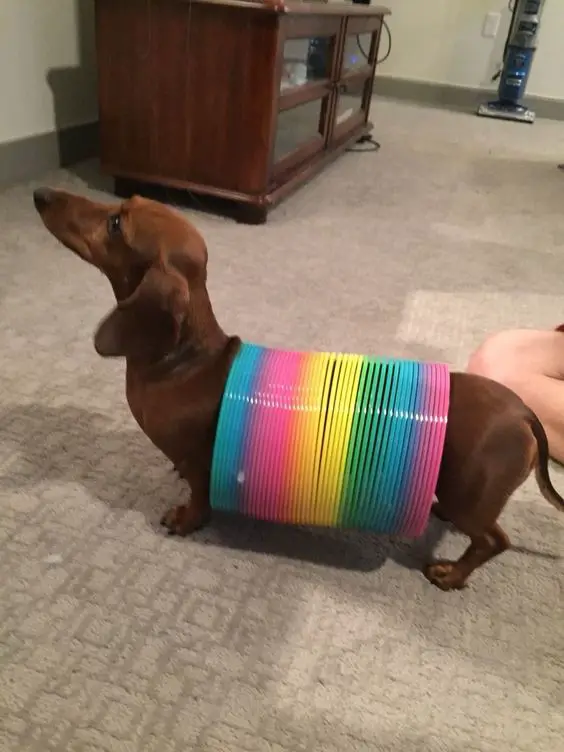Dachshund in a colorful wire spiral