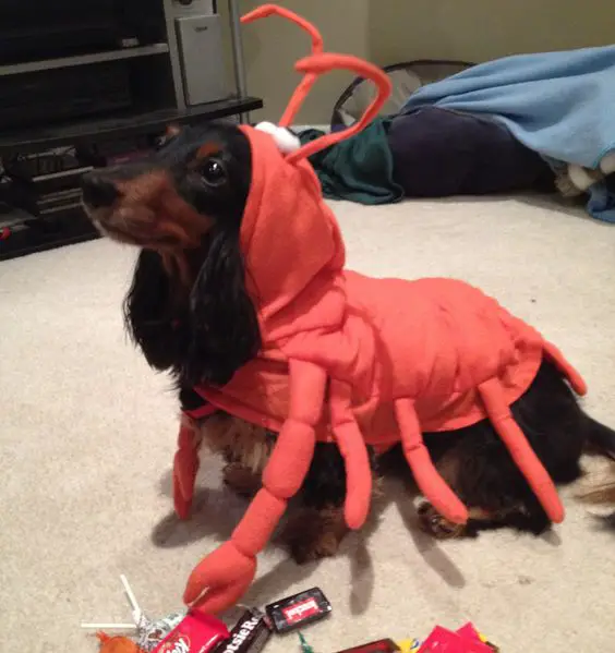 Dachshund in a crab costume
