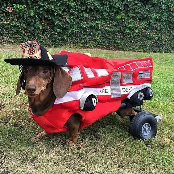 Dachshund in a fire truck costume
