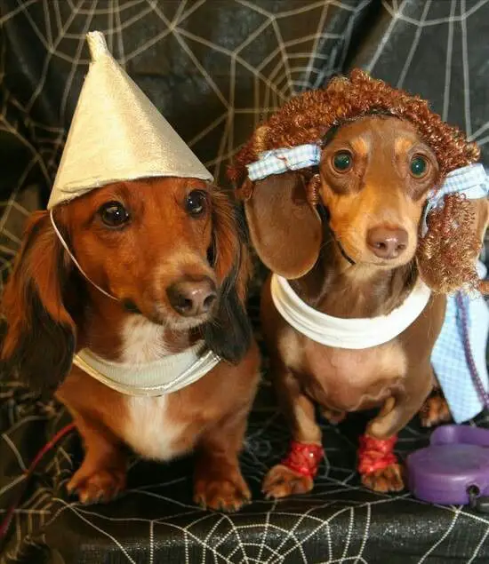 Dachshund in a silver and checkered outfit
