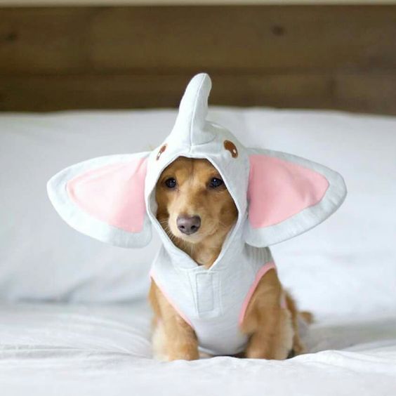 Dachshund in elephant costume