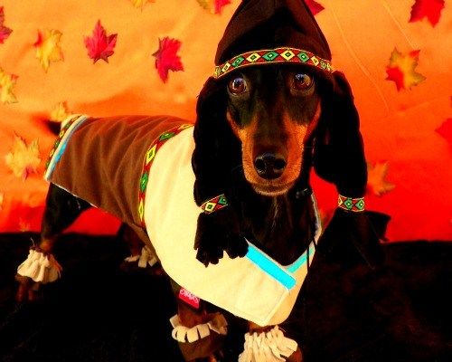 Dachshund in indian costume