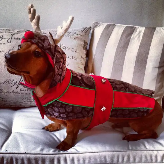 Dachshund in a reindeer costume