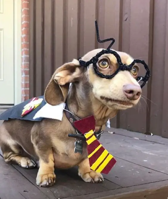 Dachshund in a harry potter costume