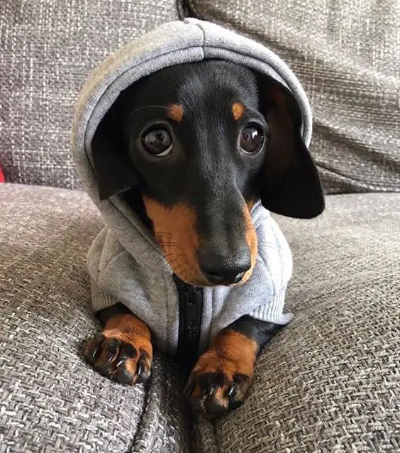 Dachshund in a gray sweater with hoodie