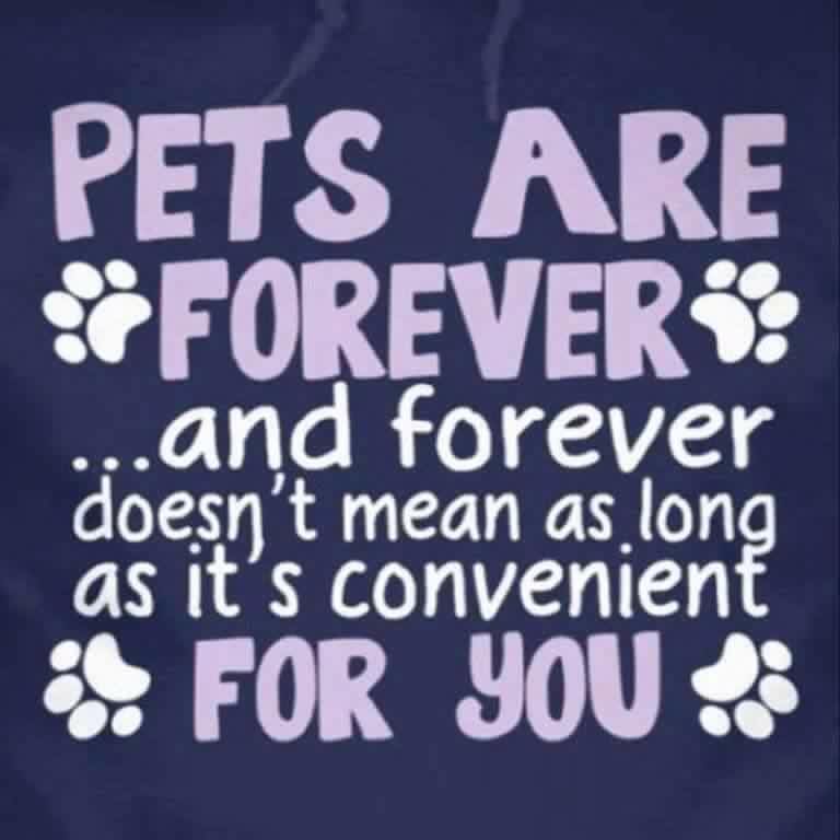 A quote - Pets are forever and forever doesn't mean as long as its convenient for you