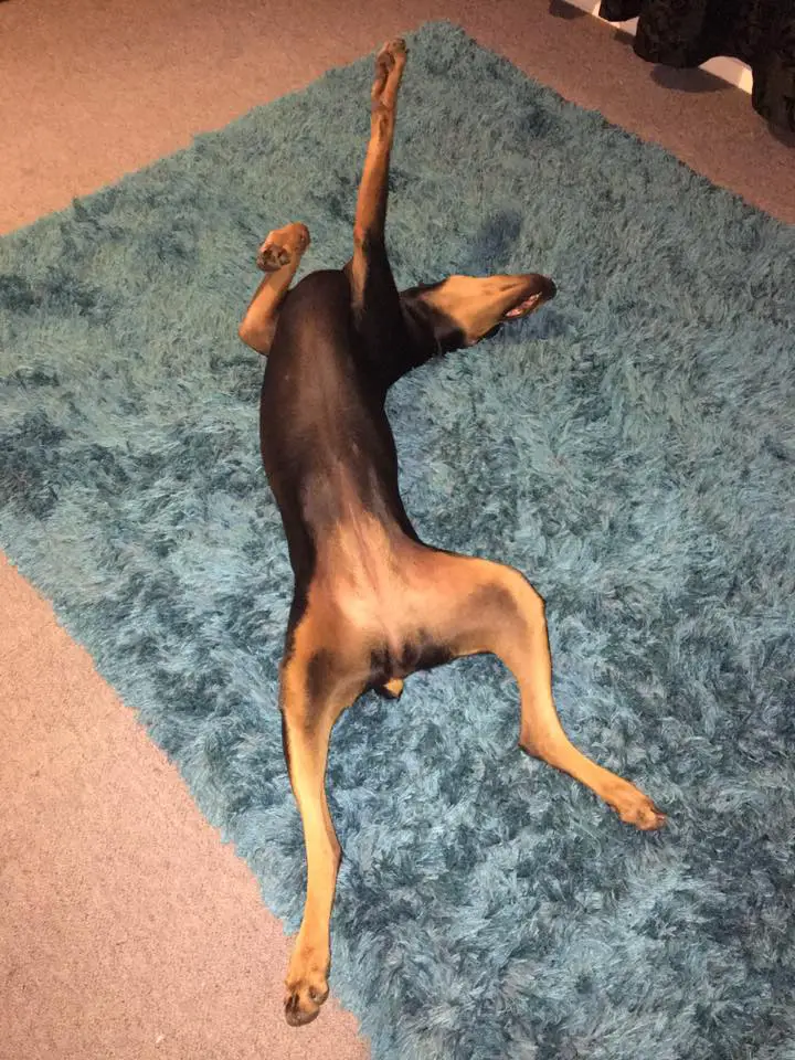 A Doberman Pinscher lying on its back on the carpet with its one arm stretched out