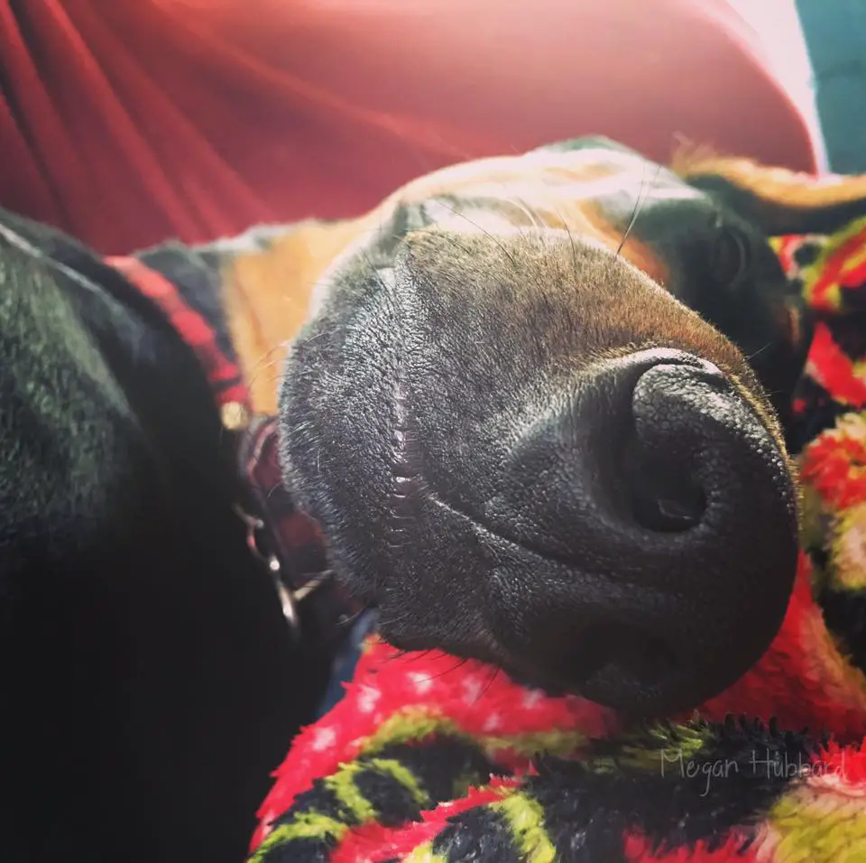 a close up photo of the nose of a Doberman Pinscher sleeping on the couch