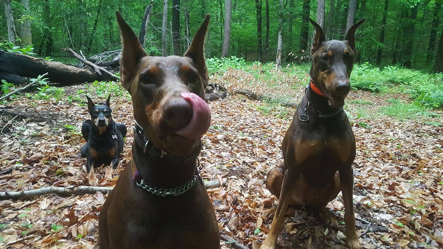 three Doberman Pinscher in the forest with their begging faces