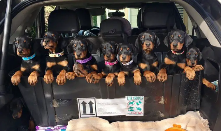 pack of Doberman Pinscher puppies in the car trunk