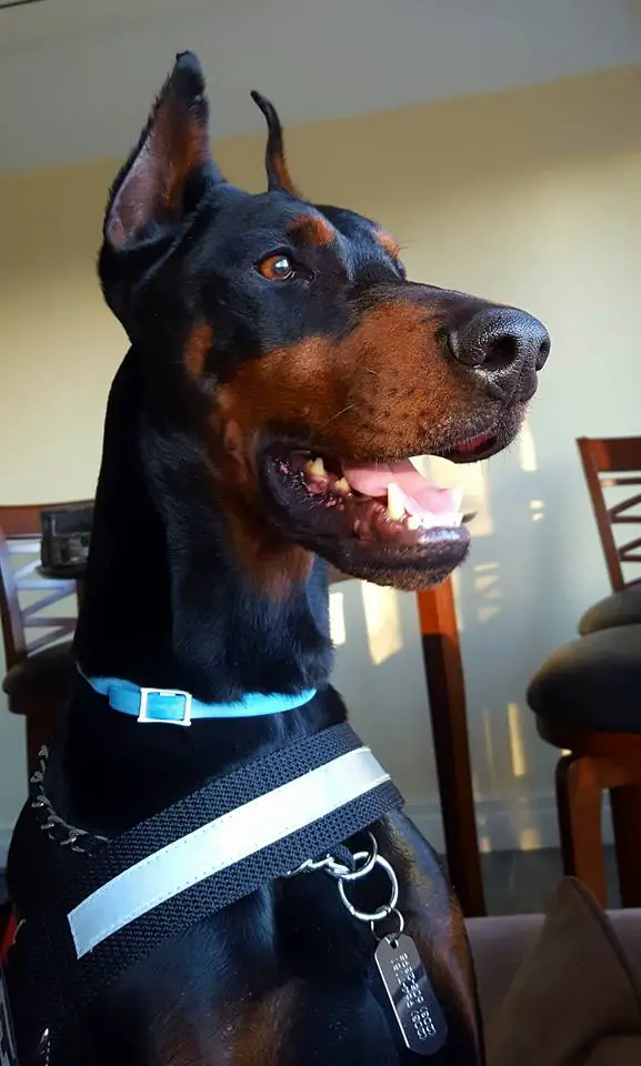 A Doberman Pinscher sitting on the couch while looking outside the window and smiling