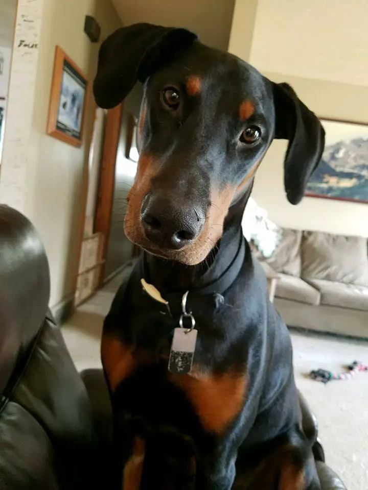 A Doberman Pinscher sitting on the couch while staring and tilting its head