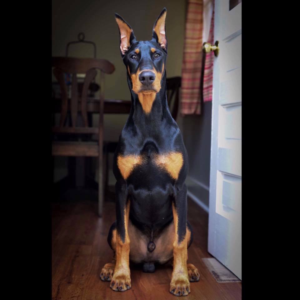 A Doberman Pinscher sitting on the floor